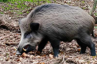 Illustration boar - Image 1