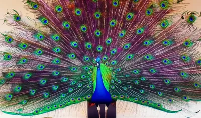 Illustration plumes - Image 1