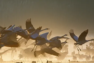 Illustration clang - Image 1