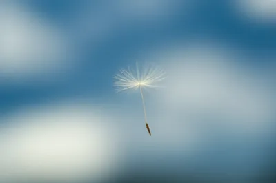 Illustration monad - Image 1