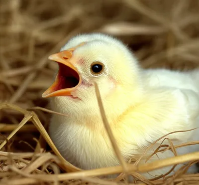 Illustration cries - Image 1