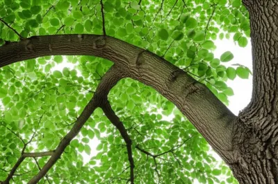 Illustration bows - Image 1