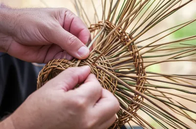 Illustration basketry