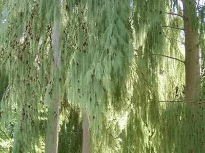 Illustration hemlock - Image 1