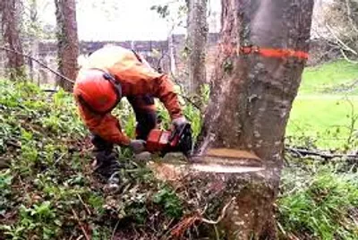 Illustration fell - Image 2