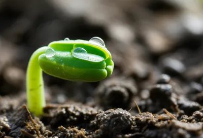 Illustration watered - Image 1