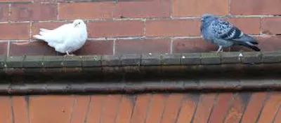 Illustration ledge - Image 2