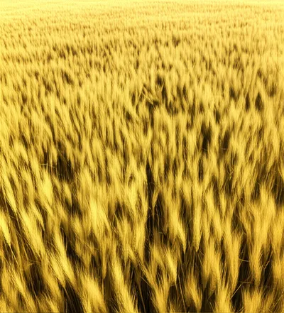 Illustration undulates - Image 2