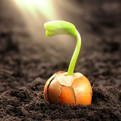 Illustration reincarnation