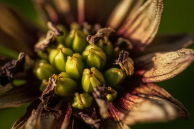 Illustration seeds - Image 1