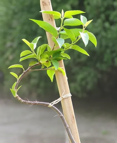 Illustration prebend - Image 1