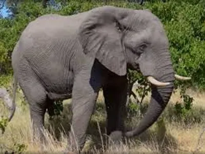 Illustration elephant - Image 2