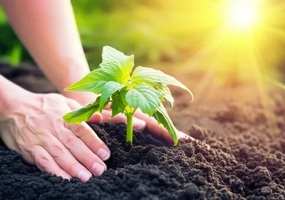 Hình ảnh minh họa vested - Ảnh 1