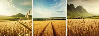 Illustration corns - Image 1