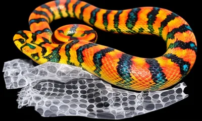 Illustration mutes - Image 1