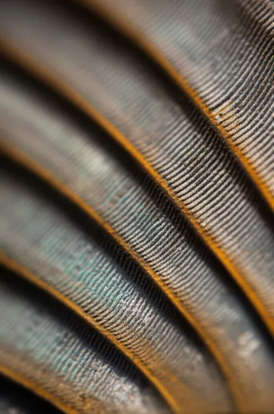 Illustration enlargement - Image 1