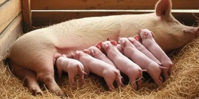 Illustration farrowing - Image 1