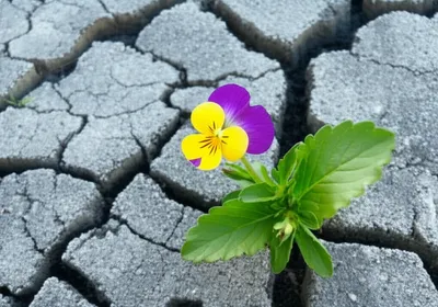 Illustration antipathies - Image 1