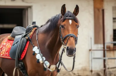 Illustration trapping - Image 1