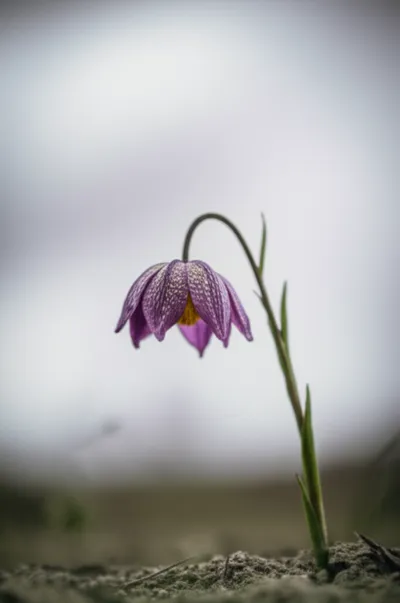 Illustration lows - Image 1