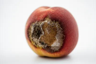 Illustration rotten - Image 1