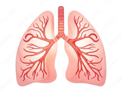 Illustration hilar - Image 1