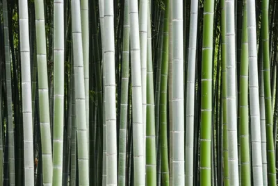 Illustration canes - Image 1