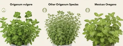 Illustration oregano - Image 1