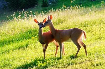 Illustration mates - Image 1