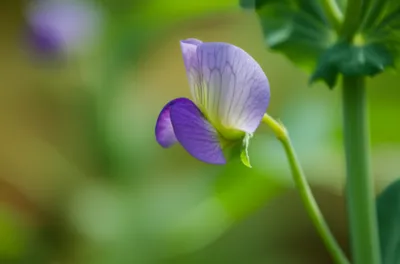 Illustration ala - Image 1