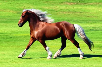 Illustration cantering