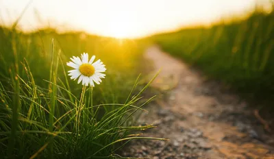 Illustration humble - Image 1