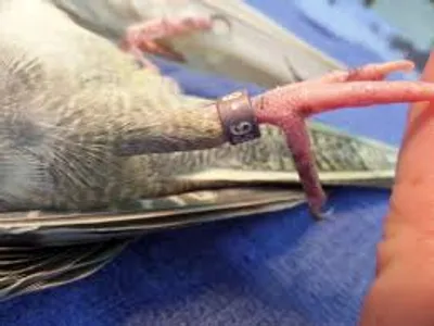 Illustration ring - Image 2