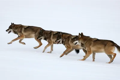 Illustration pack - Image 1