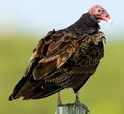 Illustration buzzard - Image 2