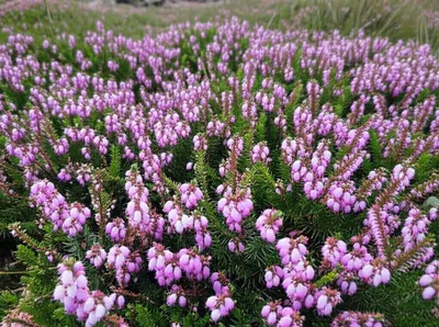 Illustration heathers