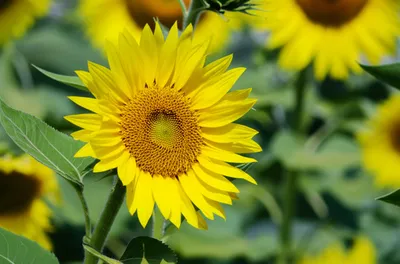 Illustration inclined