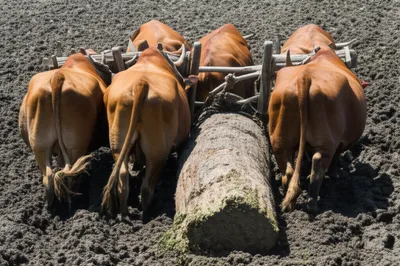 Illustration hauling - Image 1