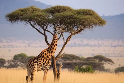 Illustration browsing - Image 1