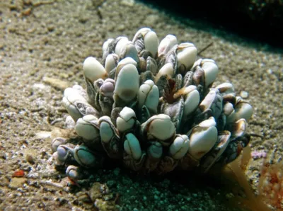 Illustration set - Image 1