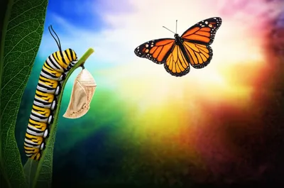 Illustration versions - Image 1