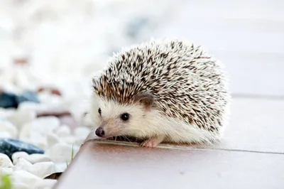 Illustration hedgehog - Image 2