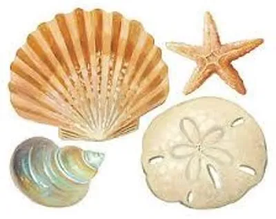 Illustration seashell - Image 2