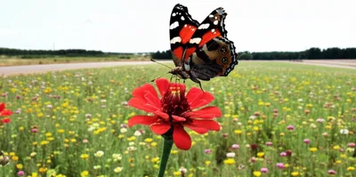 Illustration immigrants - Image 1