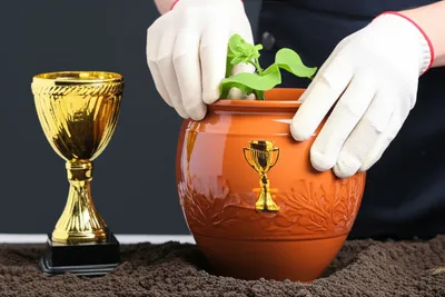 Illustration potting - Image 1