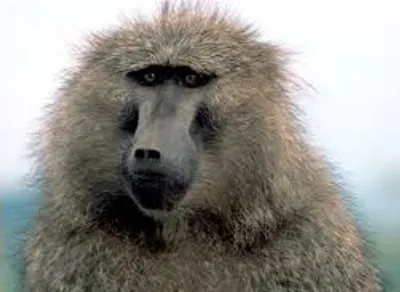 Illustration baboon - Image 2