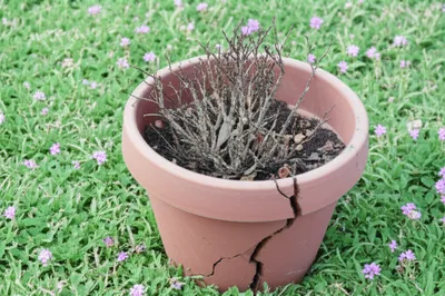 Illustration broke - Image 1