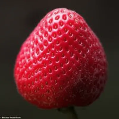 Illustration strawberry - Image 1