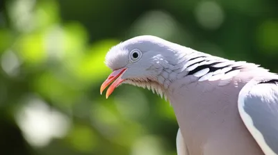 Illustration coo - Image 1