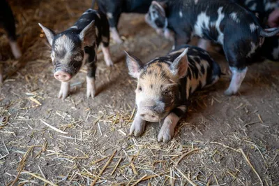 Illustration sty - Image 2